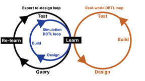 Left, active re-learning from expert human knowledge in parallel with simulation in design-build-test-learn loop. Right: Real-world research iterates in the DBTL loop. In combination, a solution for ML that can be robustly deployed ‘out-of-distribution’.