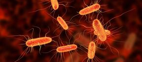 Sepsis-causing bacteria